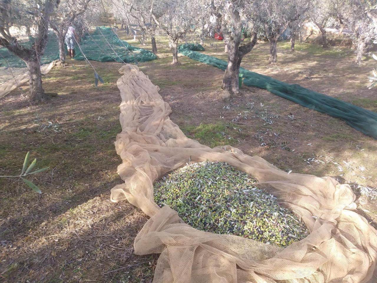 הוילה קאפאנורי Ai Bastiani מראה חיצוני תמונה