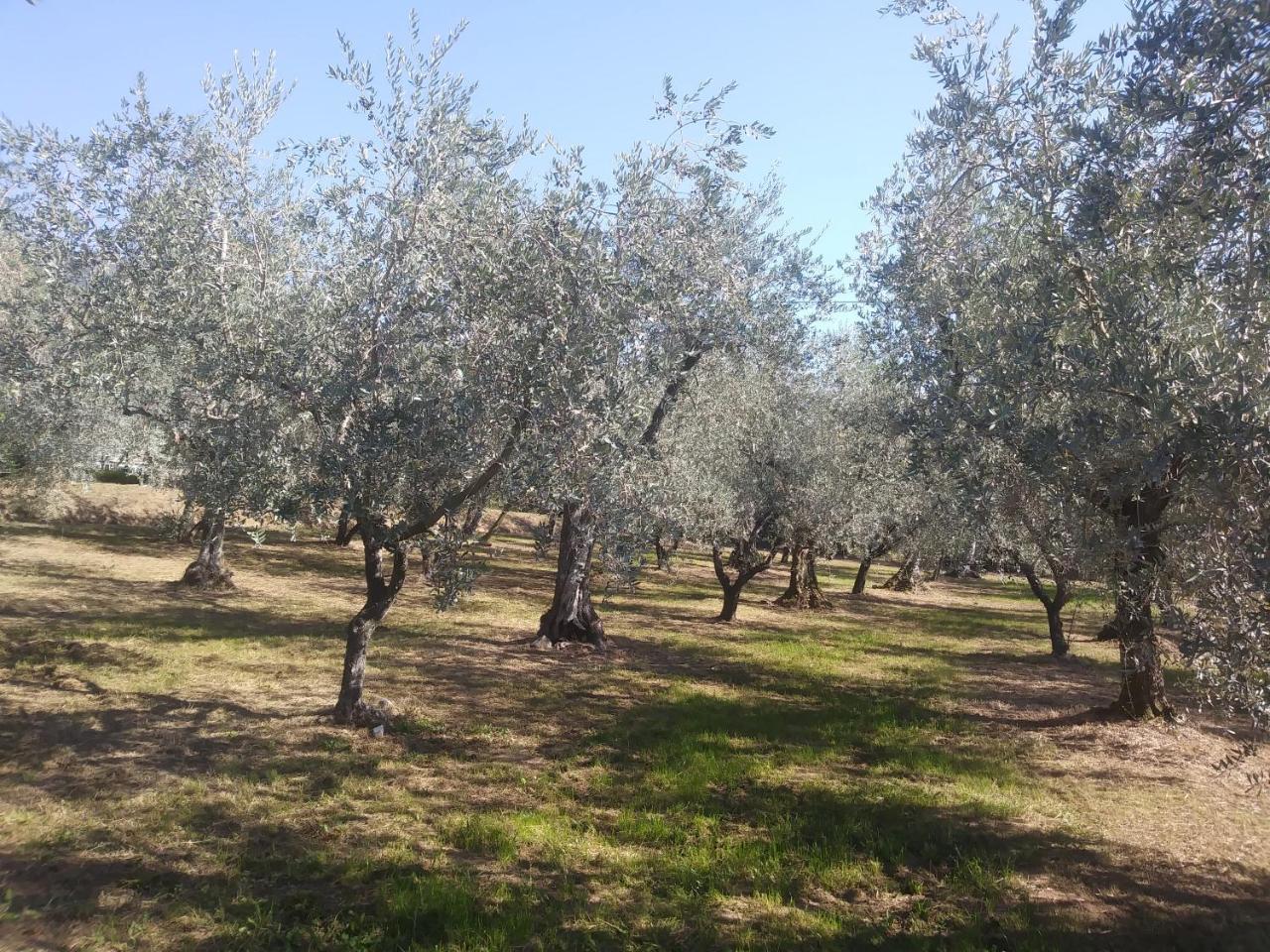 הוילה קאפאנורי Ai Bastiani מראה חיצוני תמונה