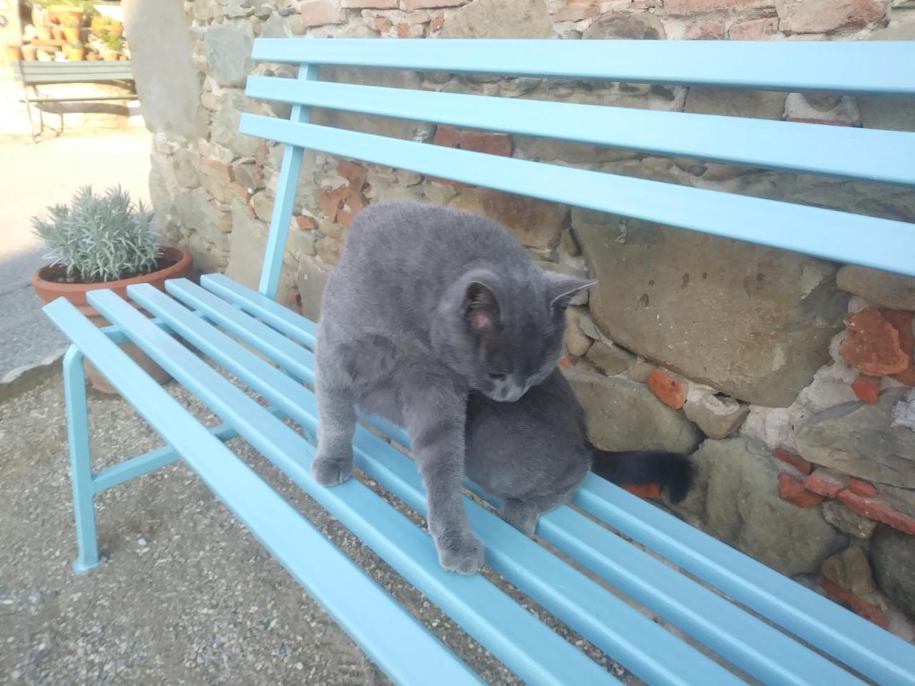 הוילה קאפאנורי Ai Bastiani מראה חיצוני תמונה